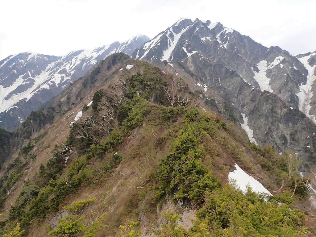 2015年度 冬山偵察山行 鹿島槍ヶ岳東尾根の写真（5月25日）